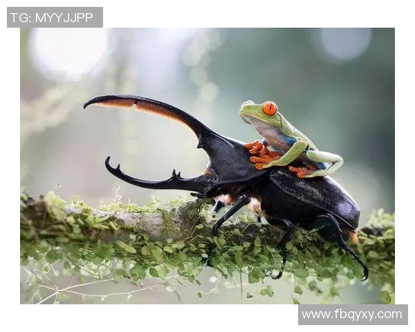 哥斯达黎加双色木蝎的独特魅力与生态价值探讨 哥斯达黎加双色木蝎的独特魅力与生态价值探讨